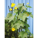 Pflanzstab-90-cm-gravidus-11288_1.jpg